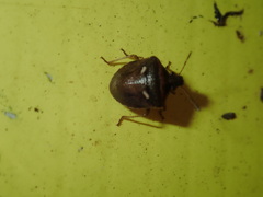 Eysarcoris distinctus