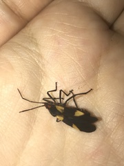 Oncopeltus varicolor