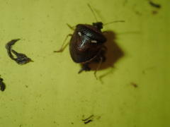 Eysarcoris distinctus