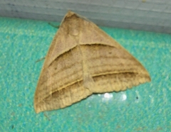 Perasia helvina
