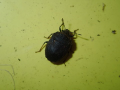 Coracanthella geophila