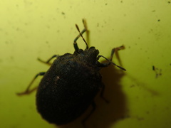 Coracanthella geophila