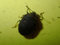 Coracanthella geophila