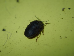 Coracanthella geophila