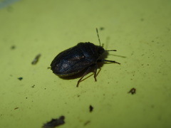 Coracanthella geophila