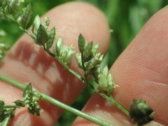 Eragrostis echinochloidea
