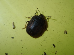 Coracanthella geophila