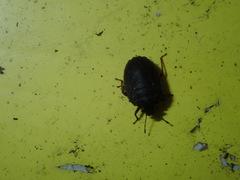 Coracanthella geophila