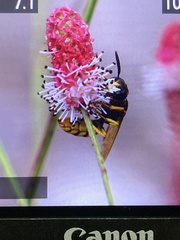 Philanthus triangulum