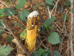Phallus aurantiacus