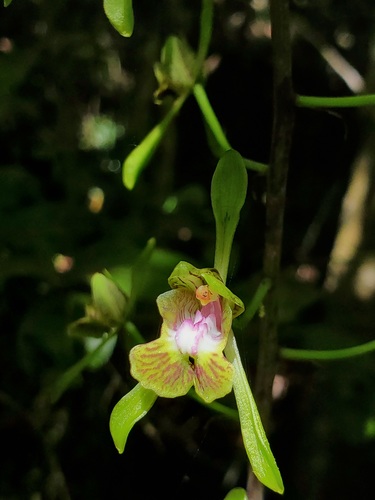 Eulophia calcarata