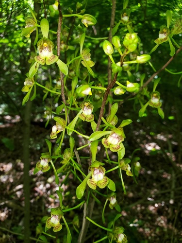 Eulophia calcarata