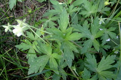 Geranium sibiricum