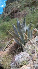 Agave colorata