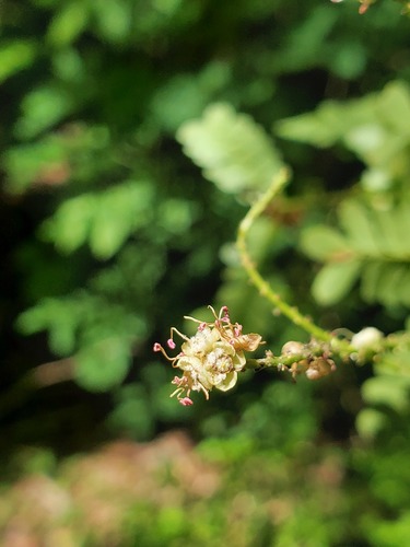 Macphersonia gracilis image