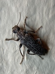 Duboisius