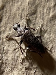 Duboisius
