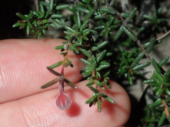 Hibbertia pedunculata