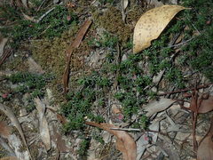 Hibbertia pedunculata