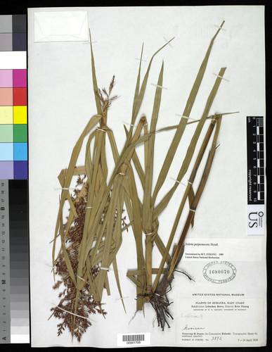 Scleria purpurascens