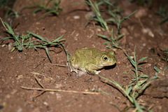 Scaphiopodidae