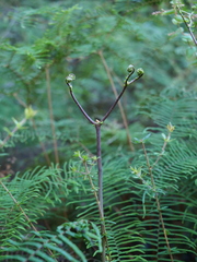 Gleichenia microphylla