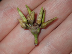 Eucalyptus amplifolia