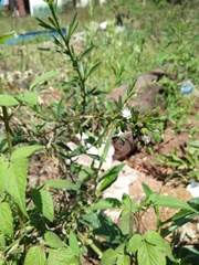 Pseudelephantopus spicatus