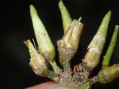 Eucalyptus amplifolia