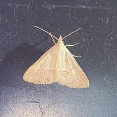 Hemeroplanis immaculalis