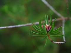 Darwinia procera