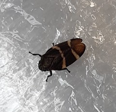 Aeneolamia albofasciata