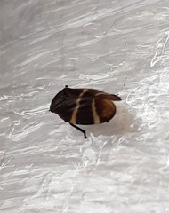 Aeneolamia albofasciata