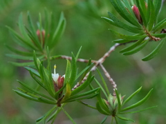 Darwinia procera