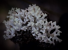 Pulchrocladia ferdinandii