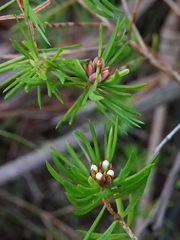 Darwinia procera