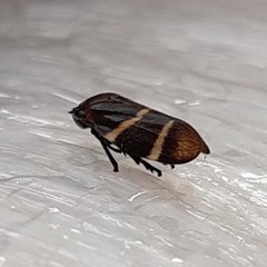 Aeneolamia albofasciata
