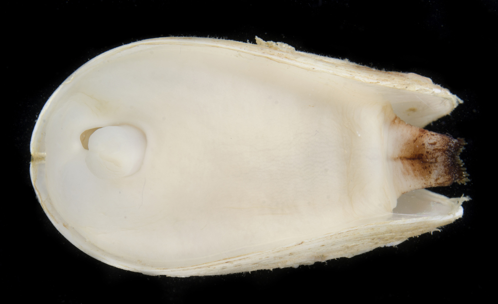 Spengleria
