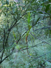 Dracophyllum secundum