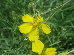 Psilostrophe cooperi