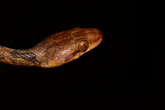 Leptodeira septentrionalis image
