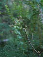 Leucopogon amplexicaulis