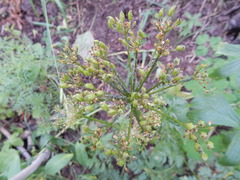 Ligusticum porteri