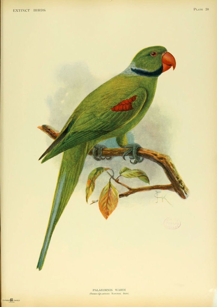 Seychelles Parakeet photo