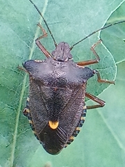Pentatoma rufipes