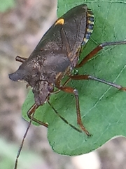 Pentatoma rufipes