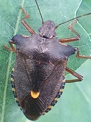 Pentatoma rufipes