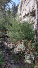 Cyanothamnus anemonifolius