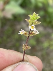 Euphrasia subarctica