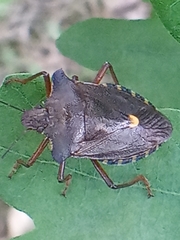 Pentatoma rufipes